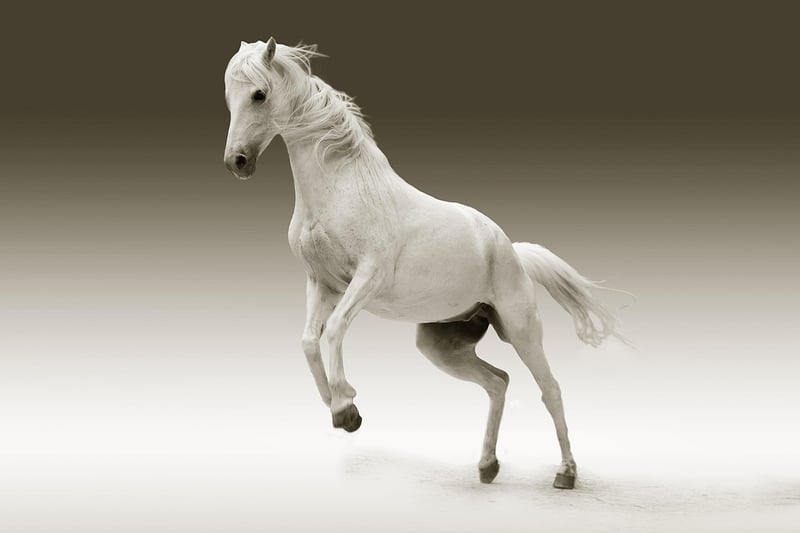 Knight on horseback